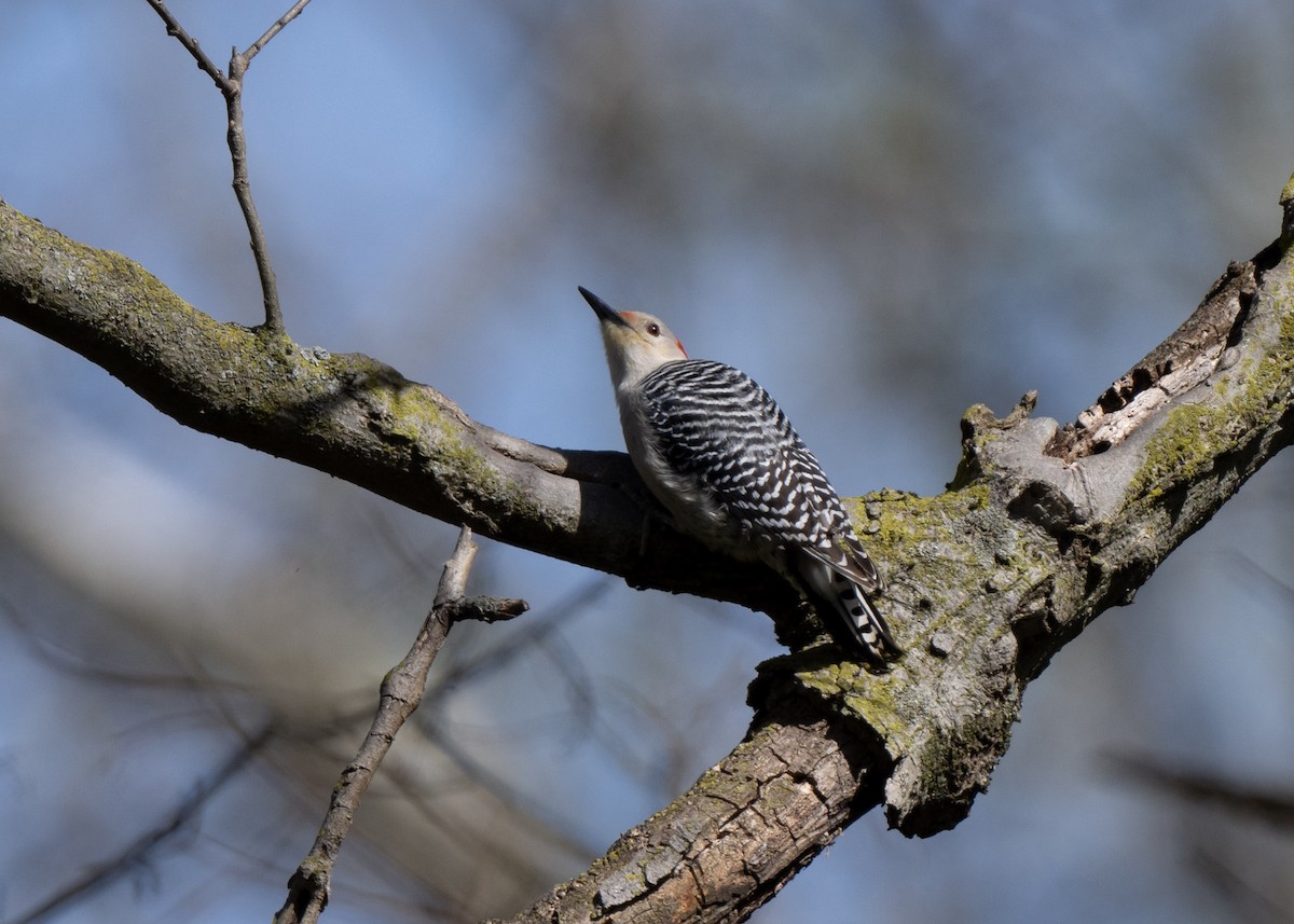 Red-bellied Woodpecker - Sheila and Ed Bremer