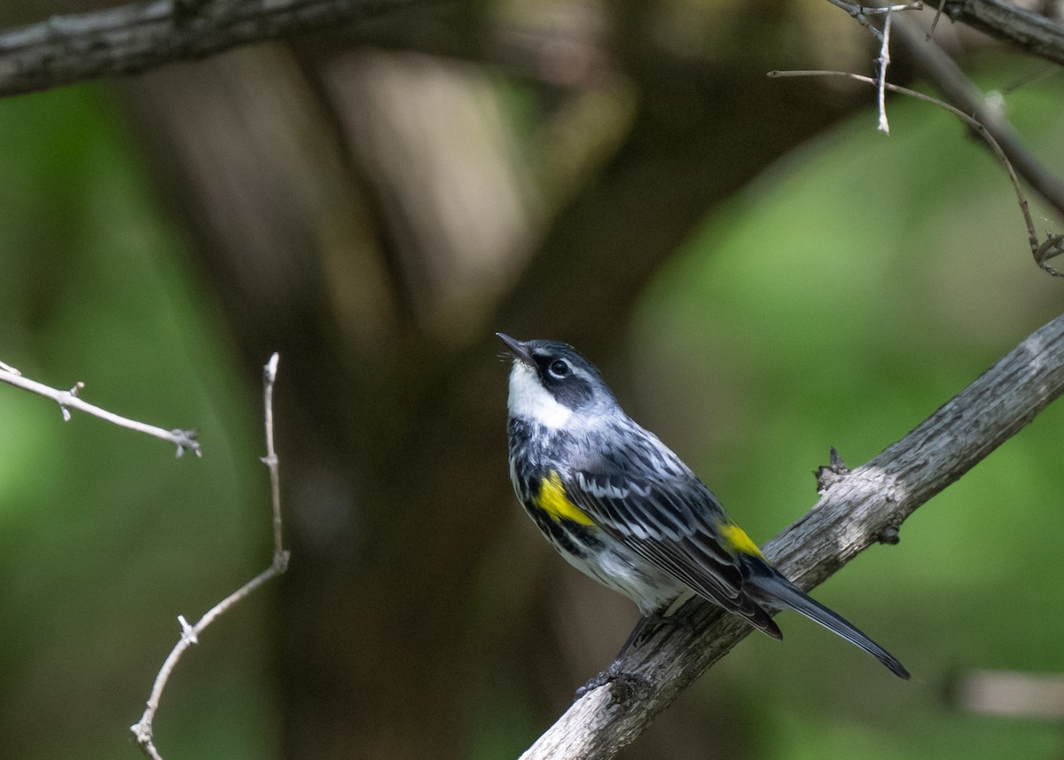 Yellow-rumped Warbler - Sheila and Ed Bremer