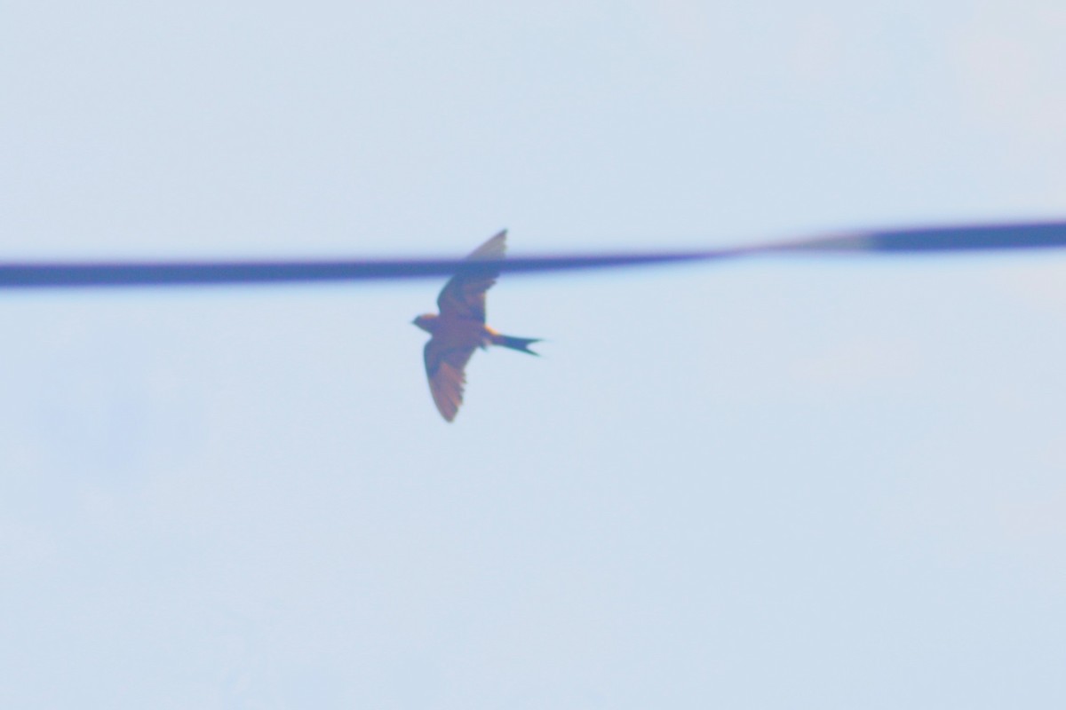 Sri Lanka Swallow - ML618027851
