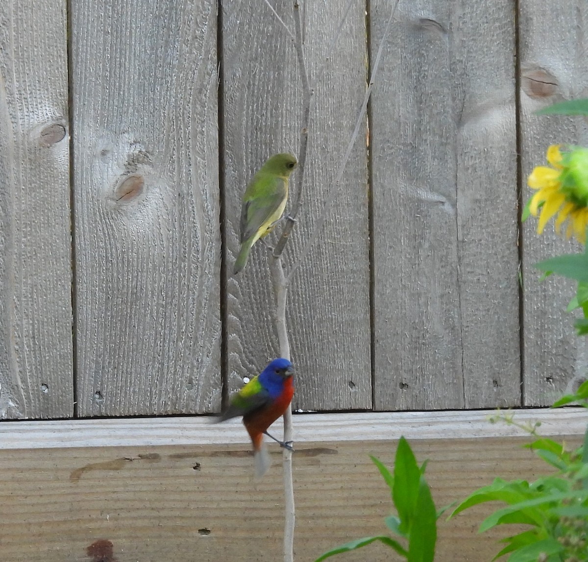 Painted Bunting - Candy McNamee