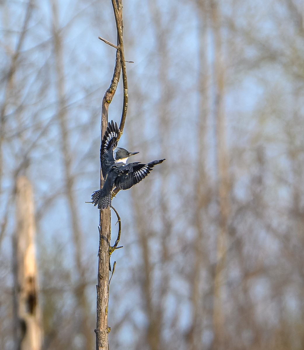 Belted Kingfisher - ML618027869