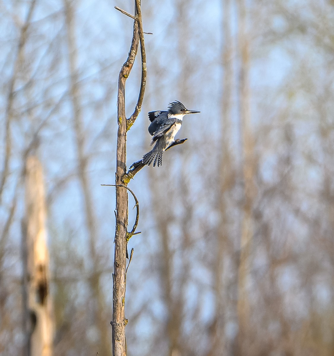 Belted Kingfisher - ML618027870