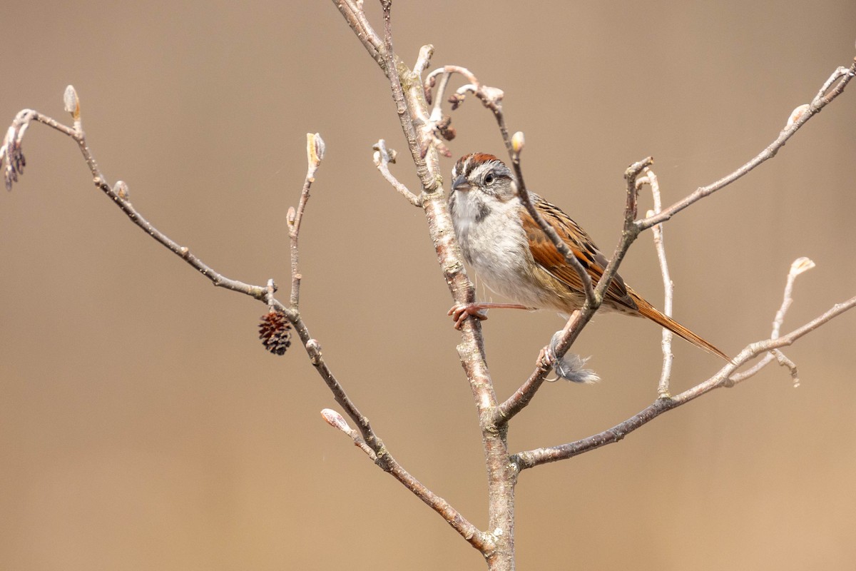 Swamp Sparrow - ML618027871