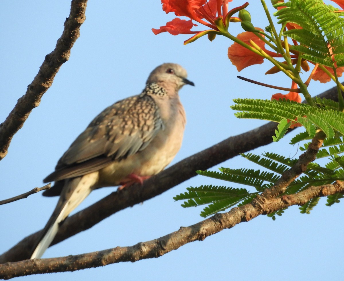 Spotted Dove - ML618027873