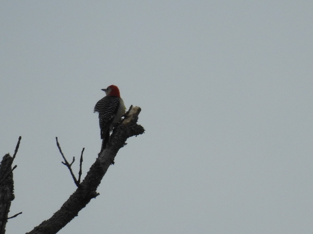 Red-bellied Woodpecker - Laura Mae