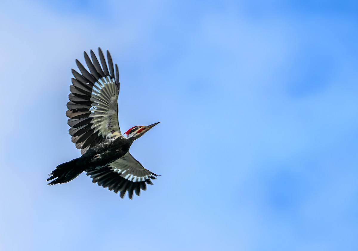 Pileated Woodpecker - Frederik Gustavsson