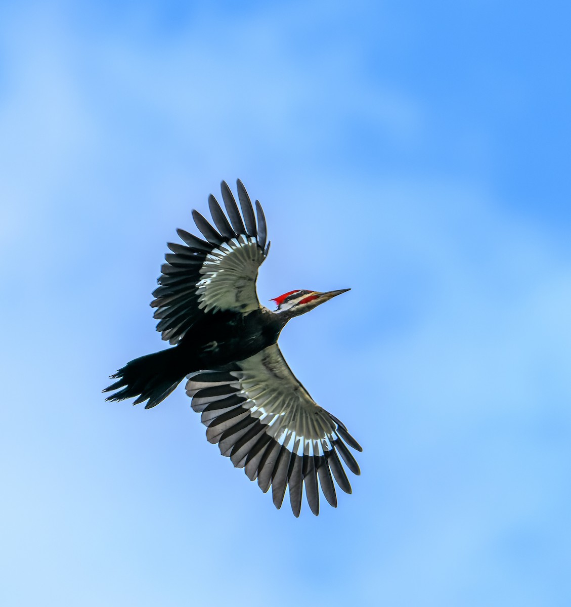 Pileated Woodpecker - ML618027880