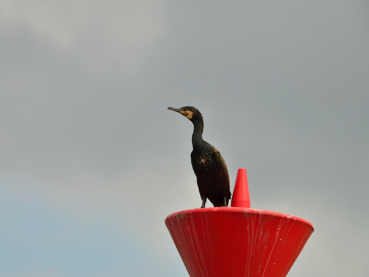 Great Cormorant - Dennis op 't Roodt