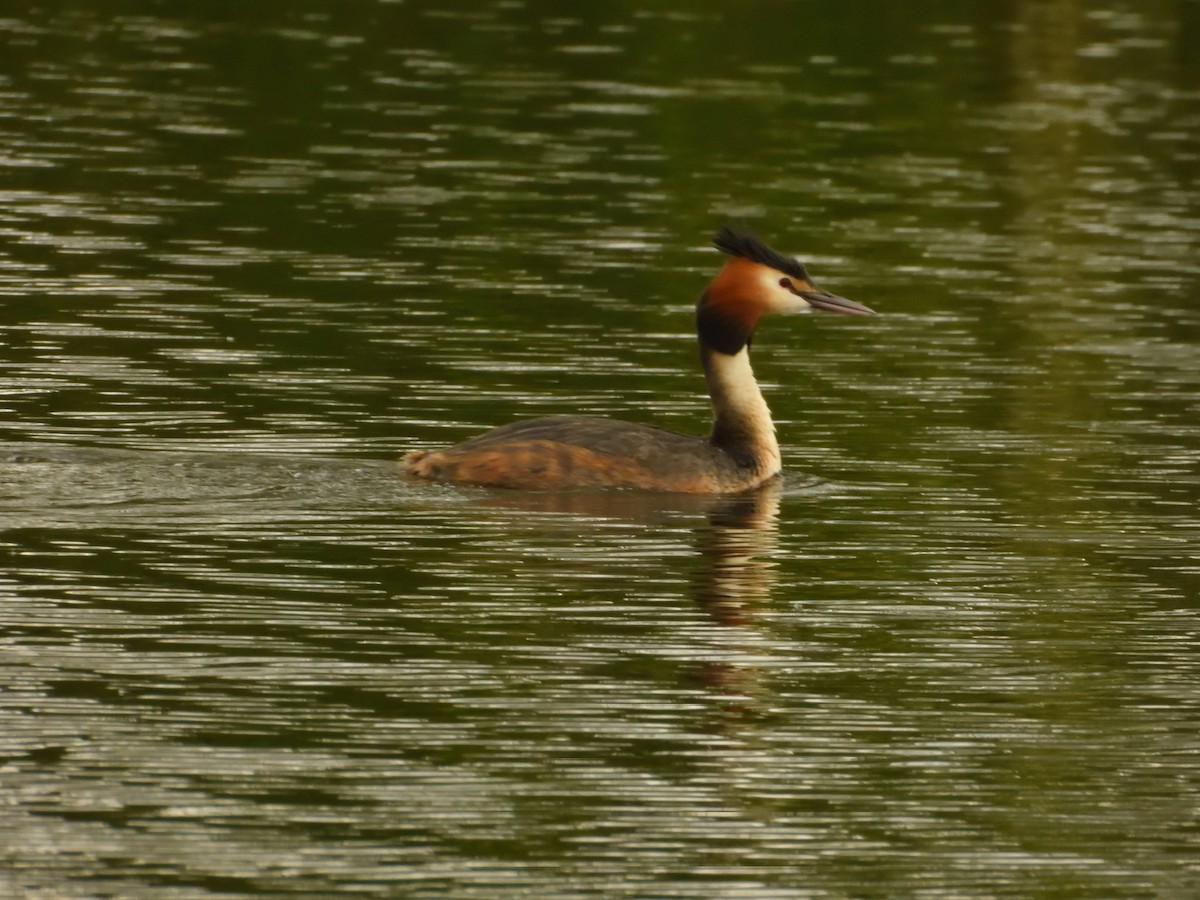 Great Crested Grebe - ML618027906