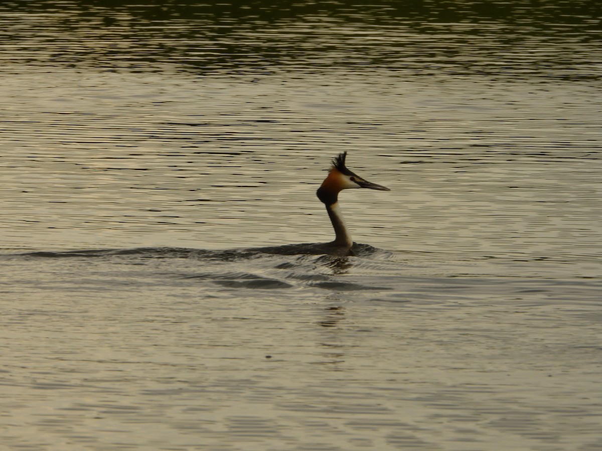 Great Crested Grebe - ML618027907
