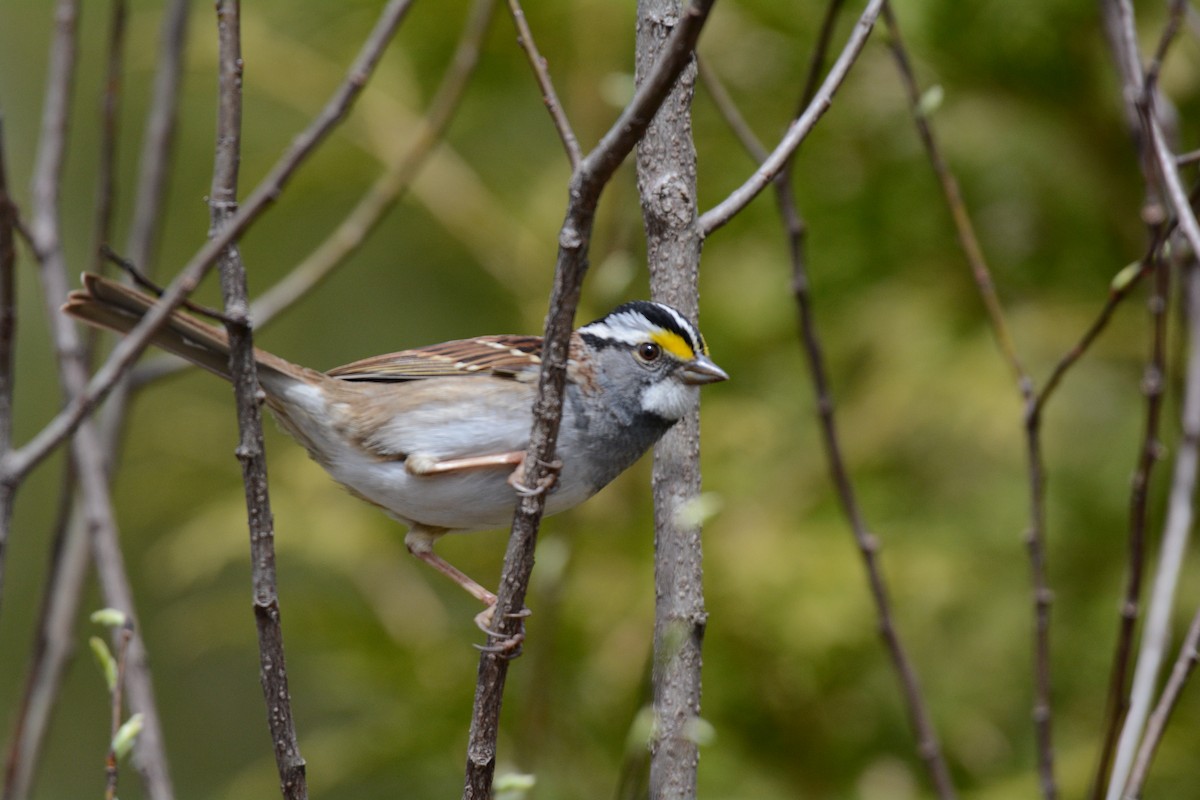 White-throated Sparrow - ML618027919