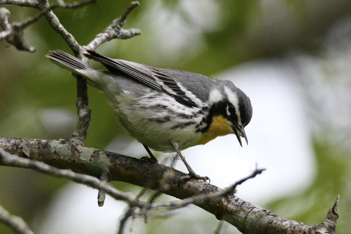 Yellow-throated Warbler - Kevin Roback