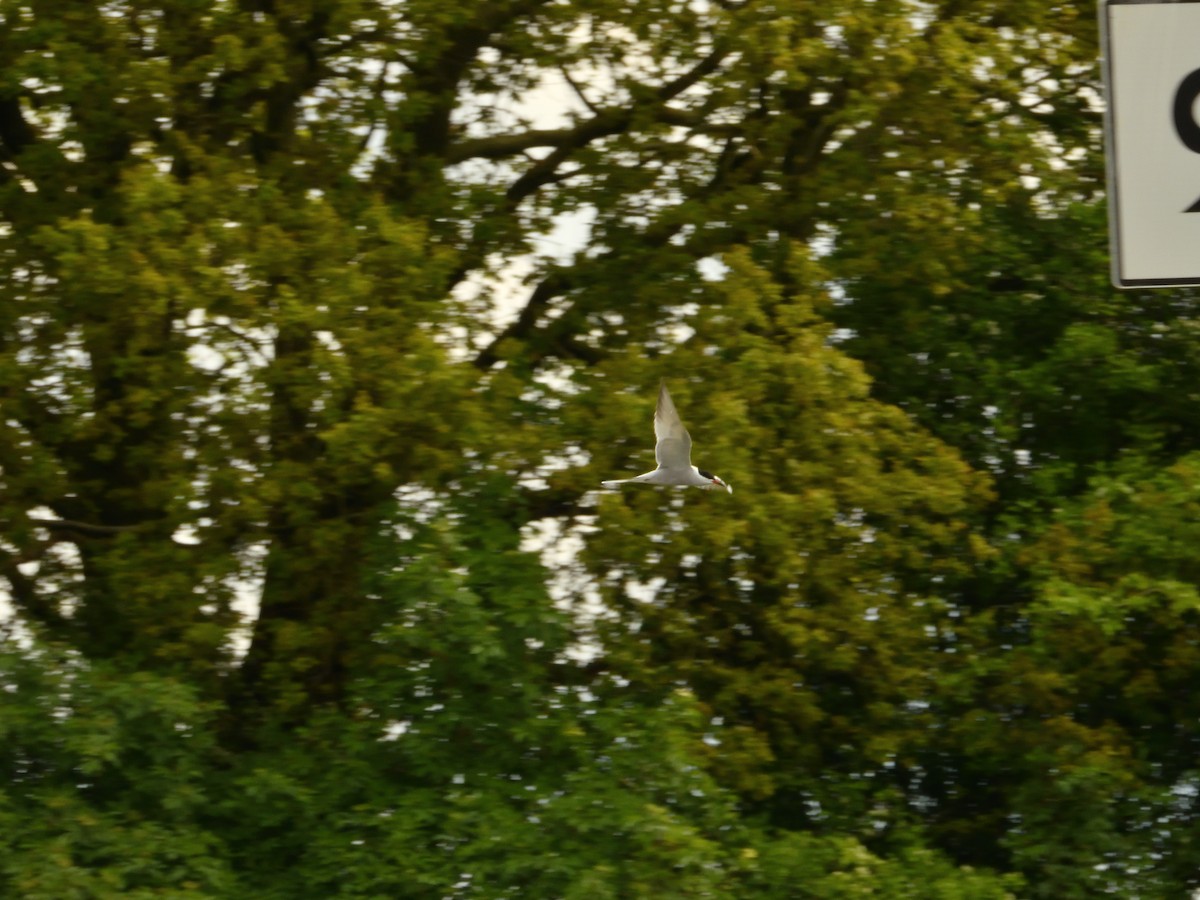 Common Tern - Dennis op 't Roodt