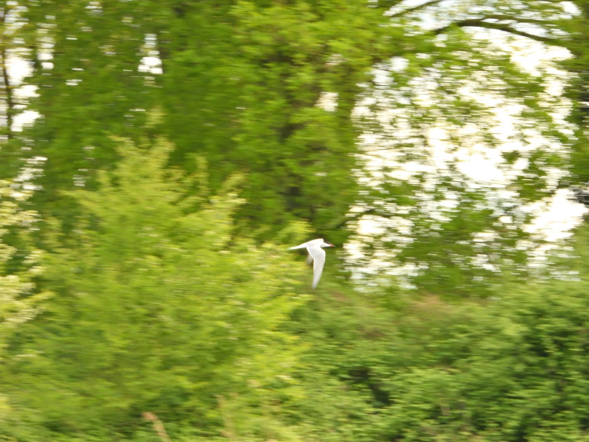Common Tern - Dennis op 't Roodt