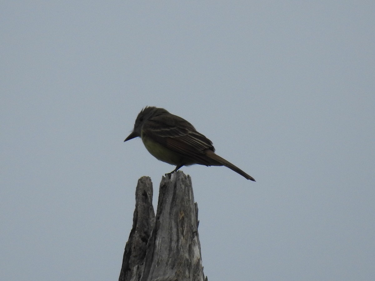Great Crested Flycatcher - ML618028008