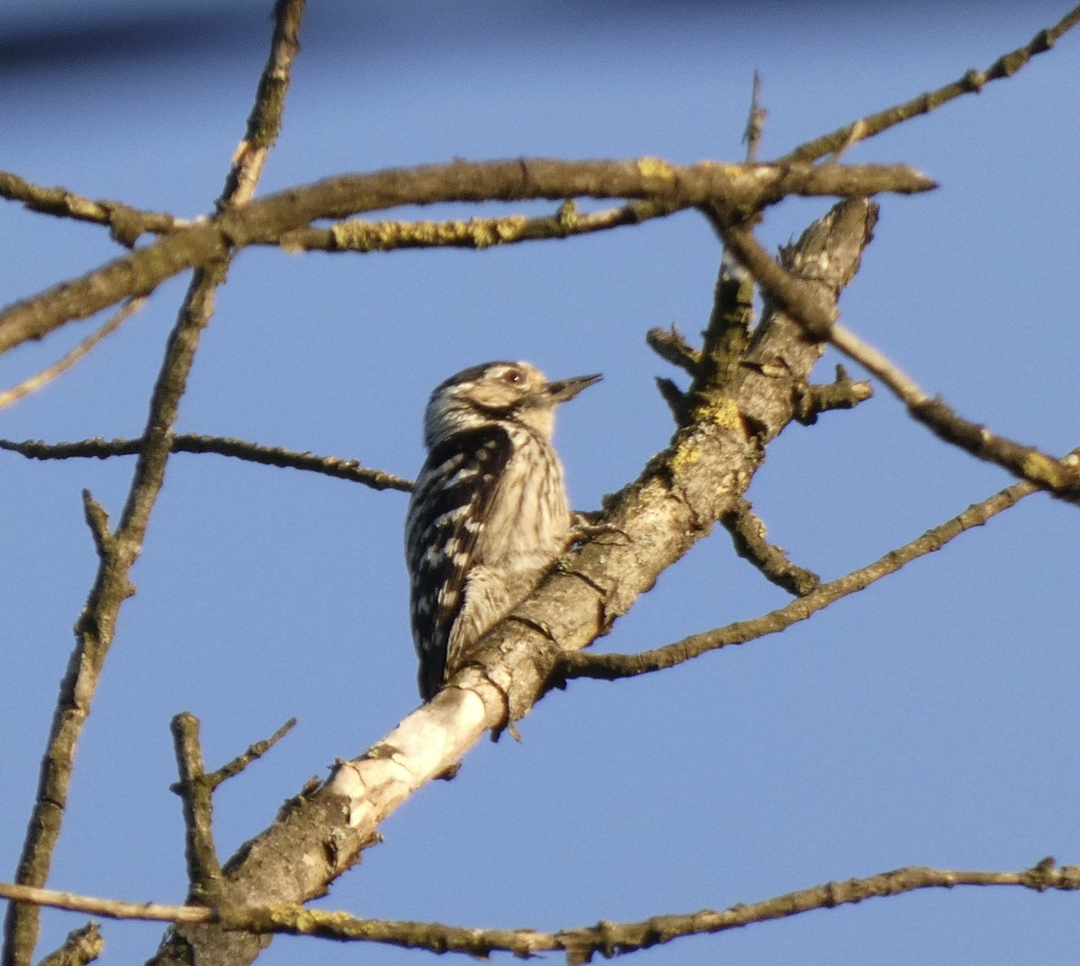 Lesser Spotted Woodpecker - S Djordjevic