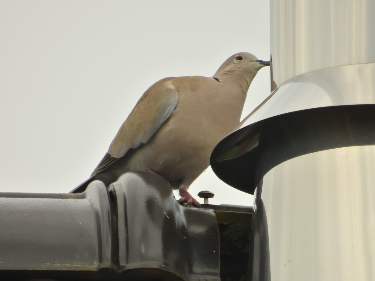 Eurasian Collared-Dove - Dennis op 't Roodt