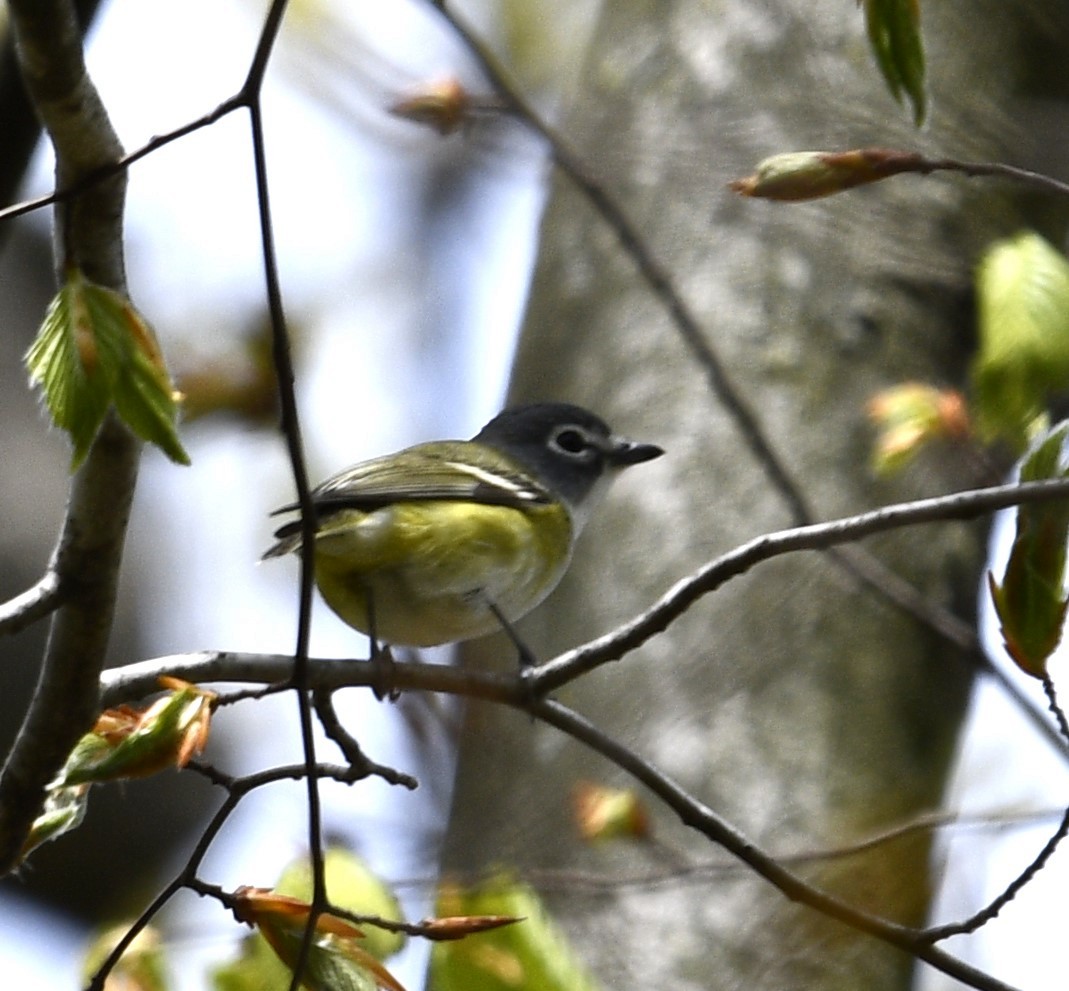 eBird Checklist 27 Apr 2024 Alley Pond ParkOakland Lake 27 species