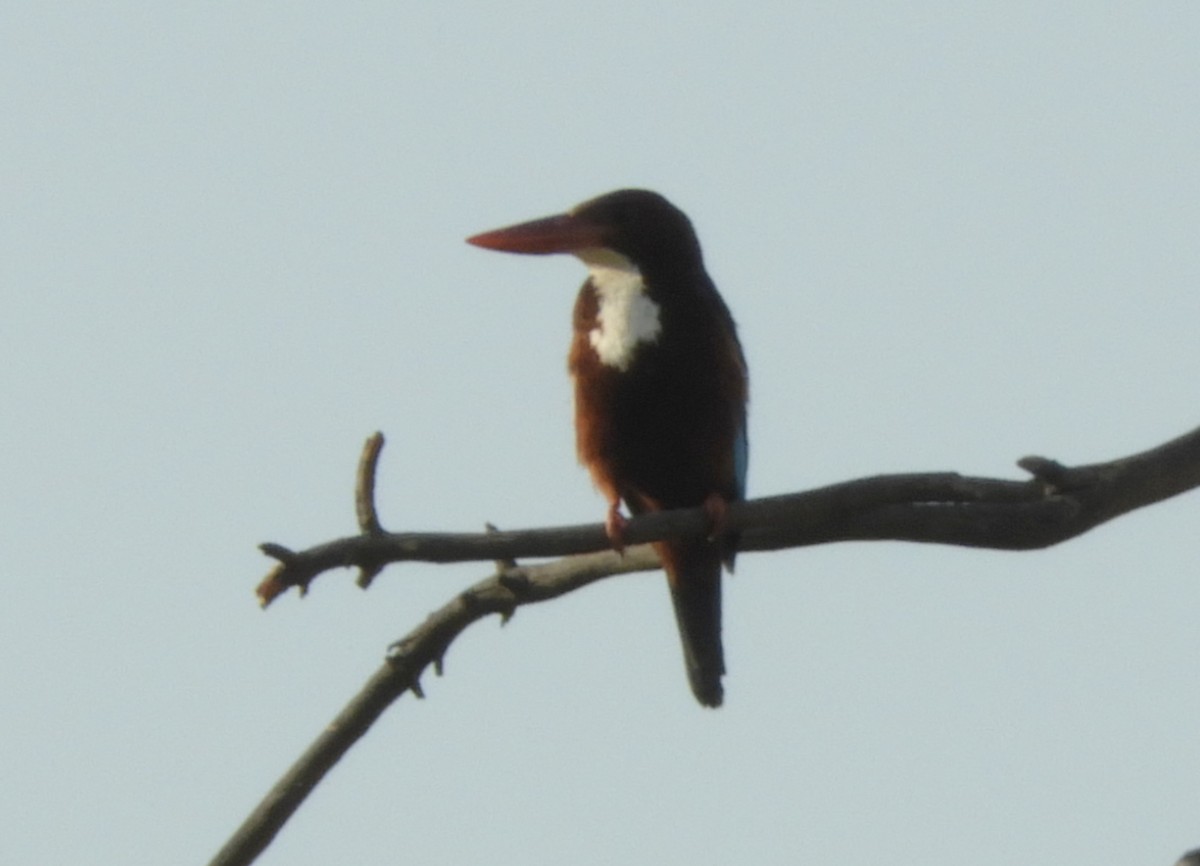 White-throated Kingfisher - ML618028068