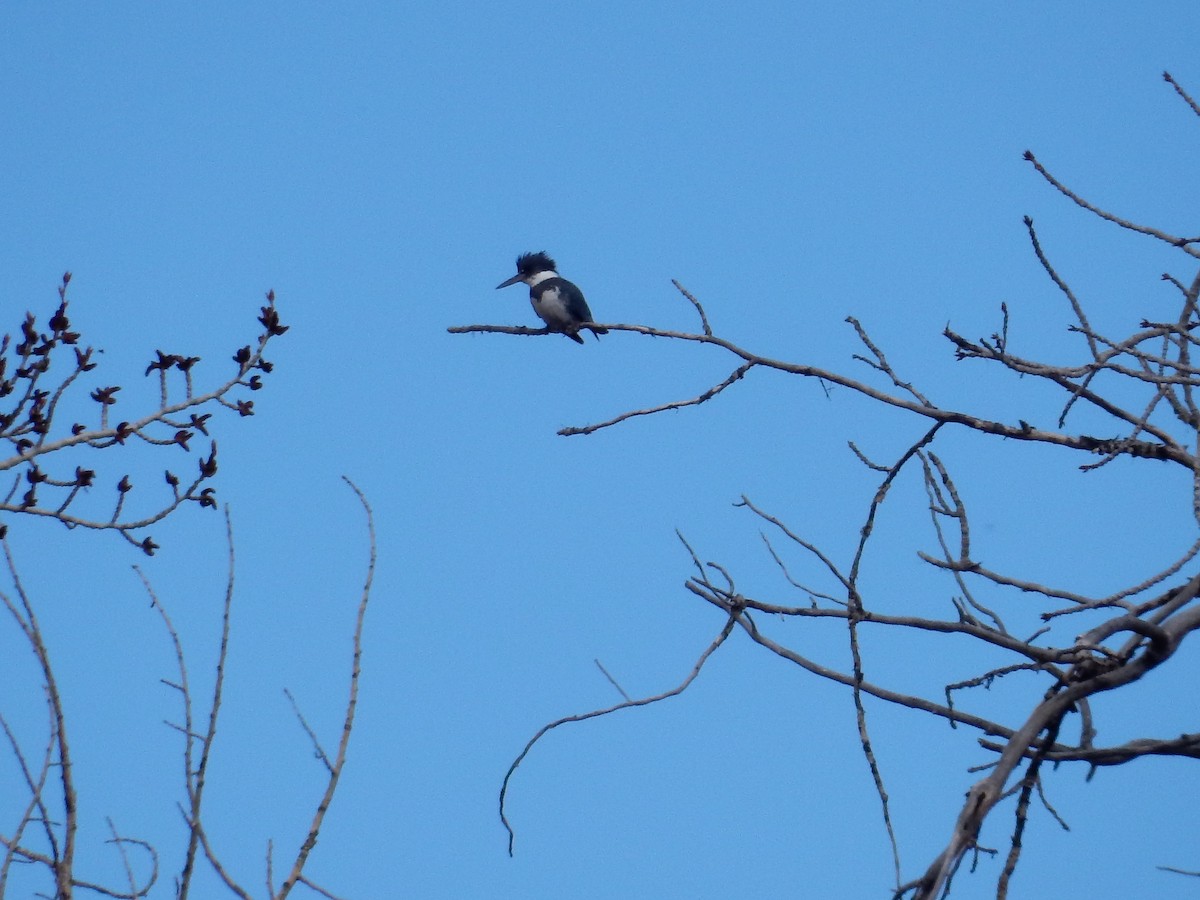 Belted Kingfisher - ML618028086