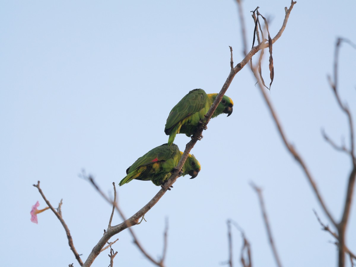 Yellow-naped Parrot - Micah Riegner