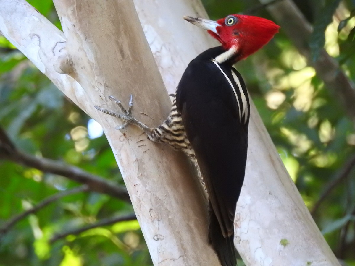 Pale-billed Woodpecker - ML618028095