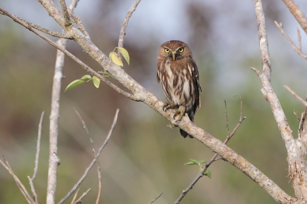 Ferruginous Pygmy-Owl (Ferruginous) - ML618028124