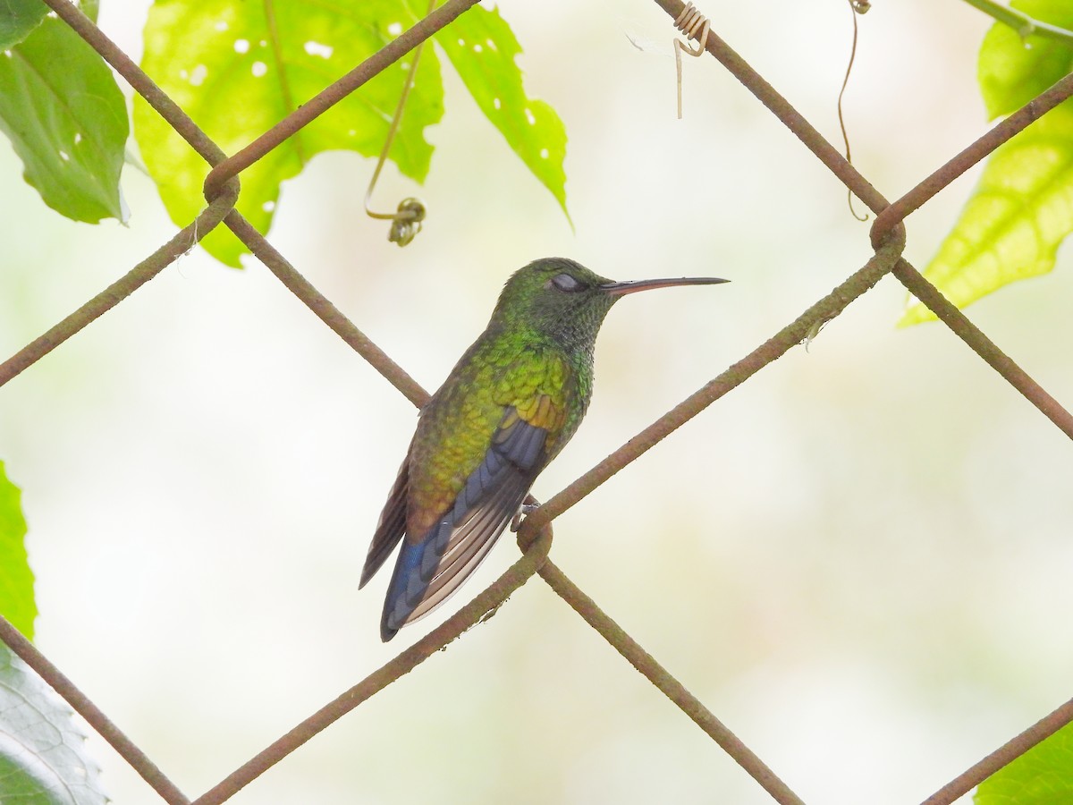 kolibřík měděnořitý - ML618028151