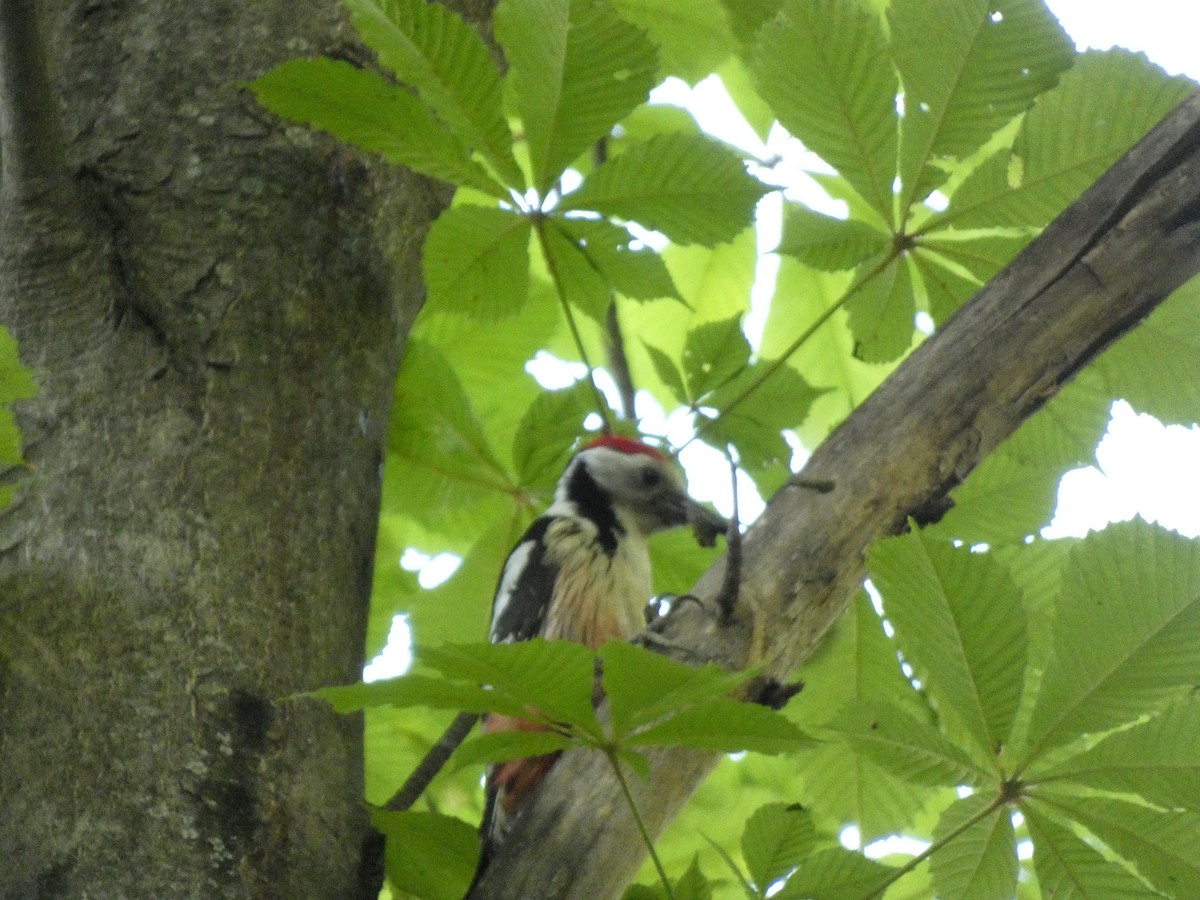 Middle Spotted Woodpecker - ML618028155