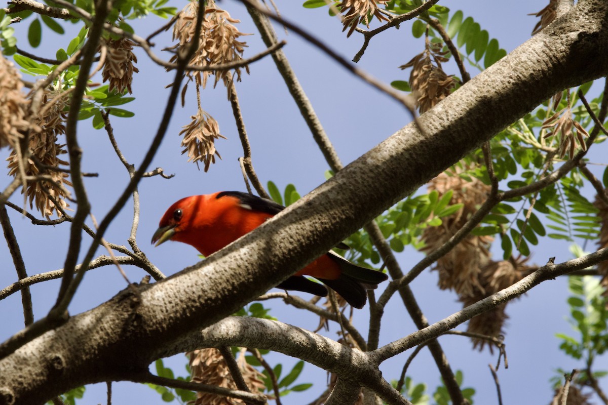 Scarlet Tanager - ML618028163