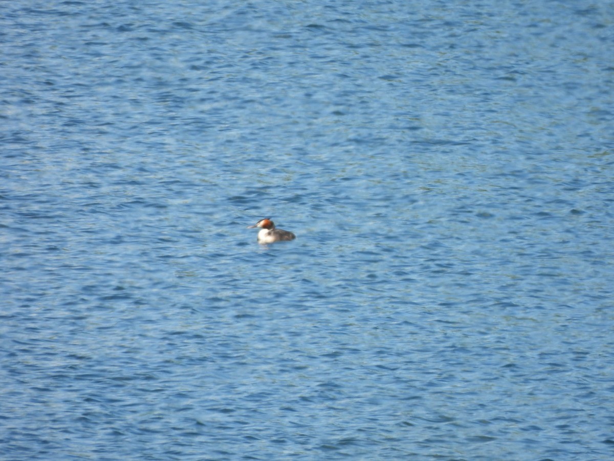 Great Crested Grebe - ML618028170