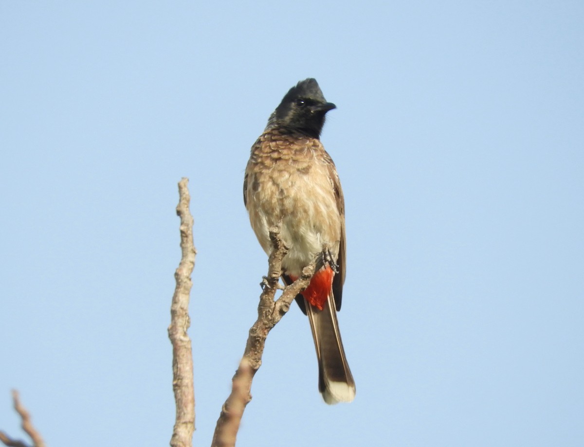 Red-vented Bulbul - ML618028191