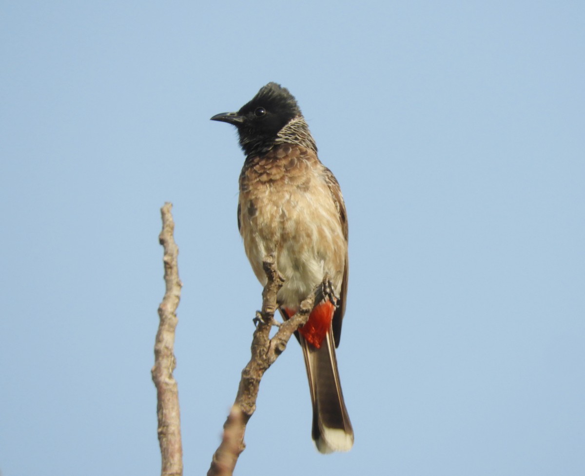 Red-vented Bulbul - ML618028192