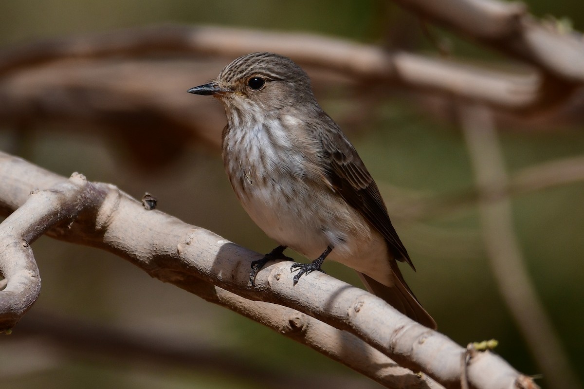 Spotted Flycatcher - Watter AlBahry