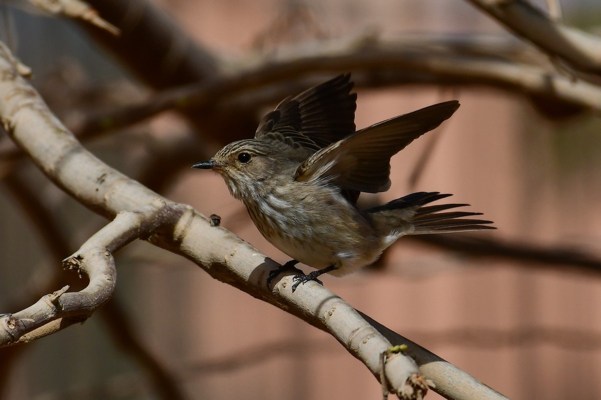 Spotted Flycatcher - Watter AlBahry