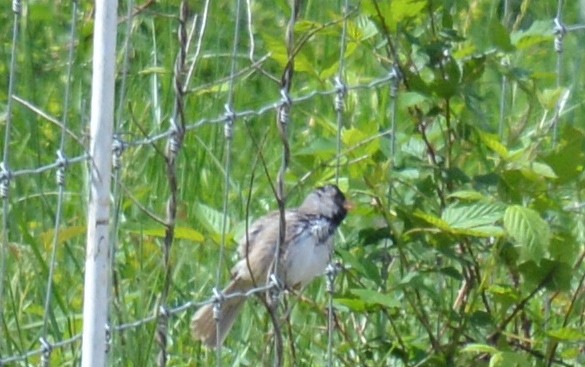 Harris's Sparrow - ML618028247