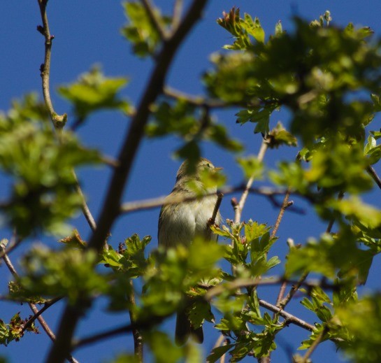 Willow Warbler - Charlie Lyons