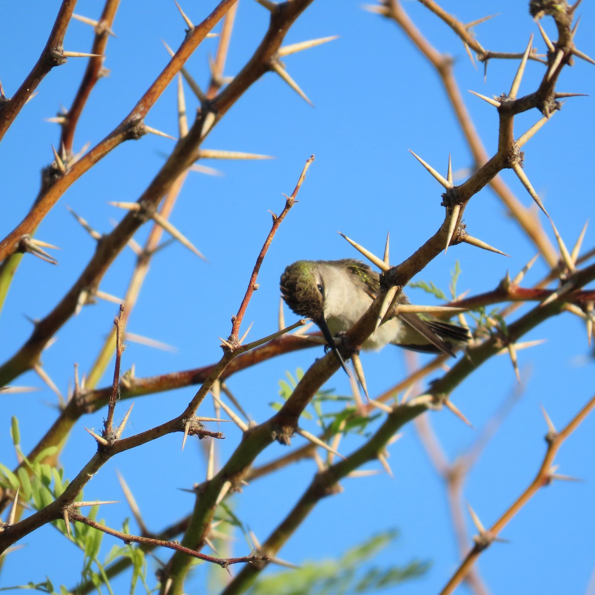 Costa's Hummingbird - ML618028306