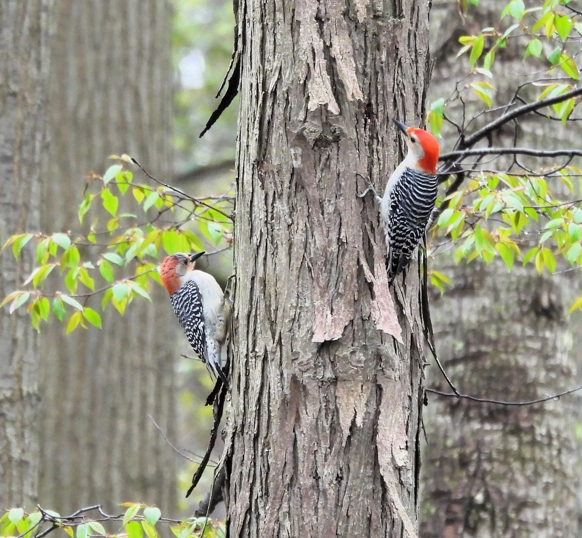 Red-bellied Woodpecker - Jennifer Bowman