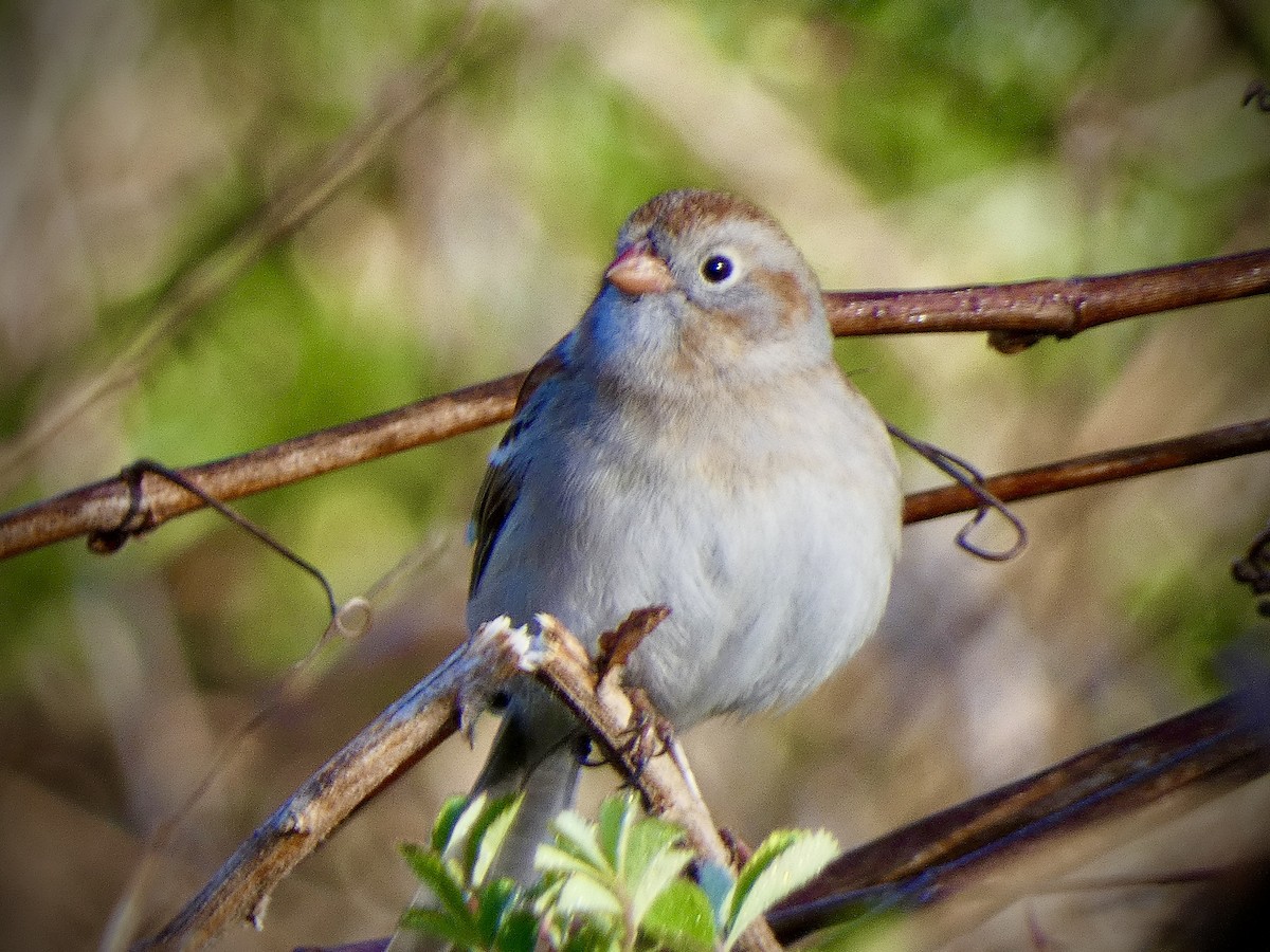 Field Sparrow - ML618028346