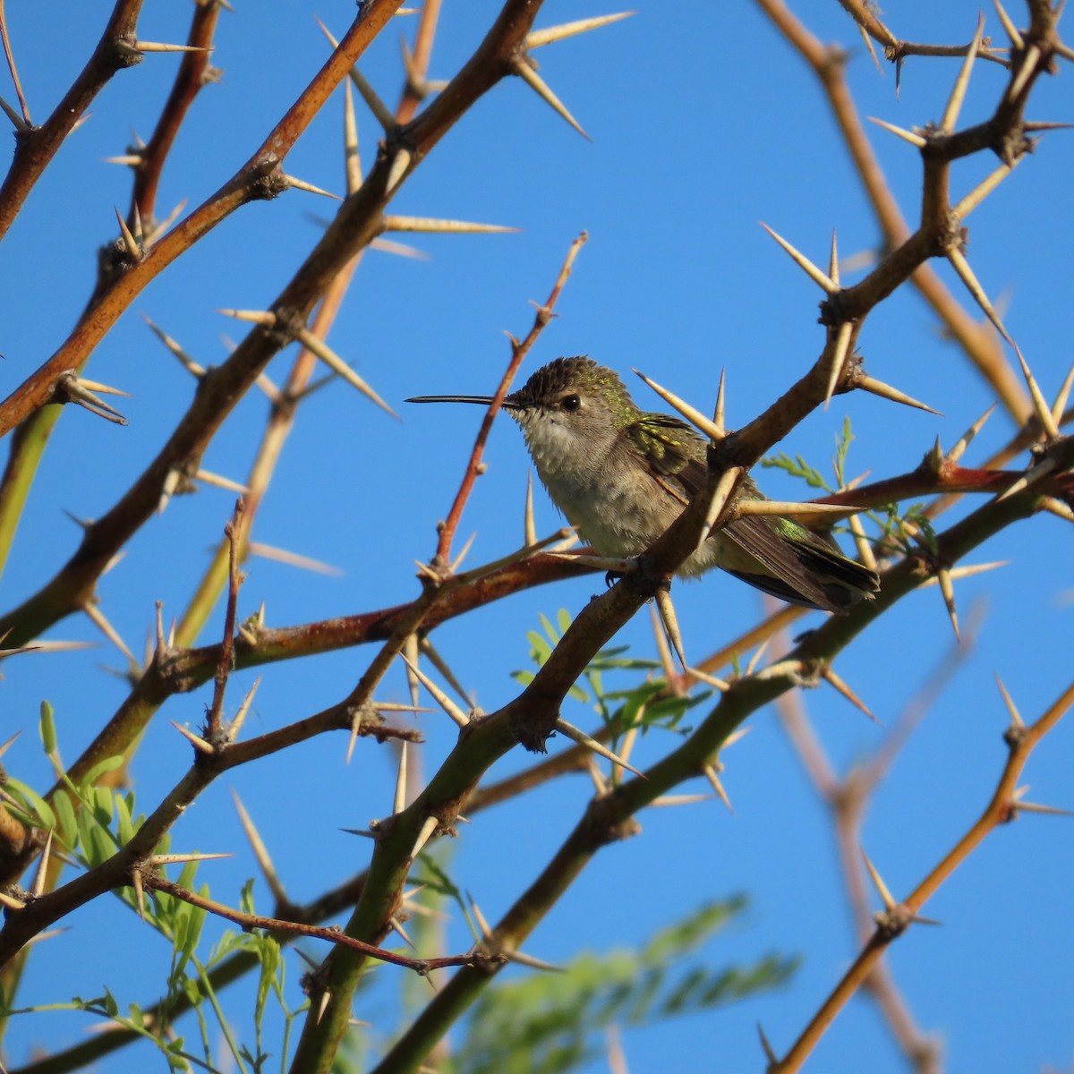 Costa's Hummingbird - ML618028352