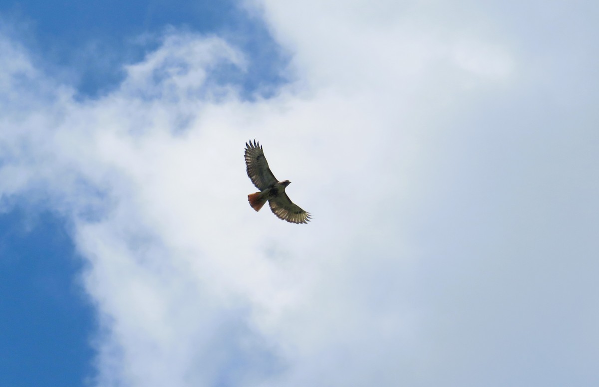 Red-tailed Hawk - John Haas