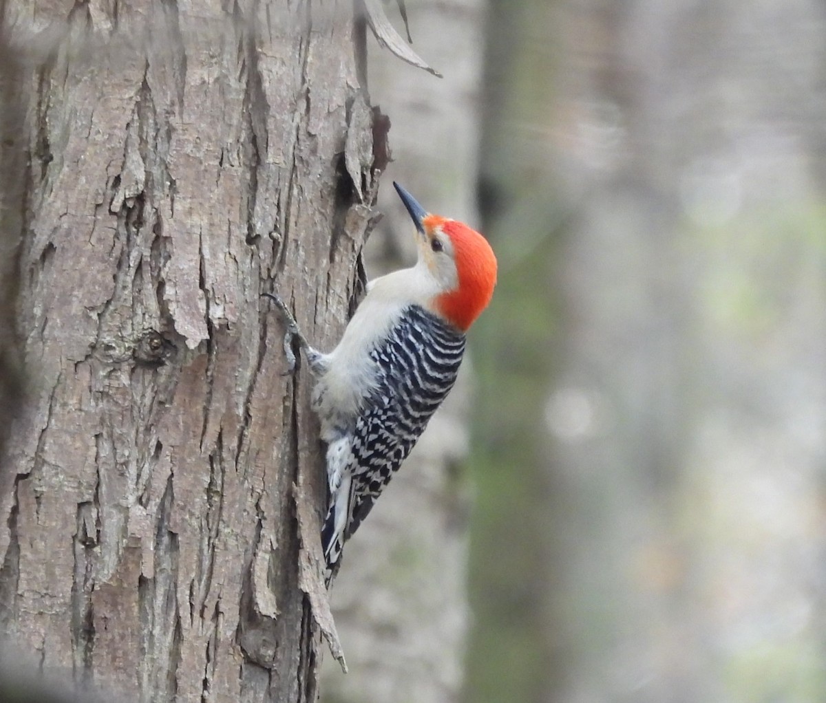 Red-bellied Woodpecker - Jennifer Bowman