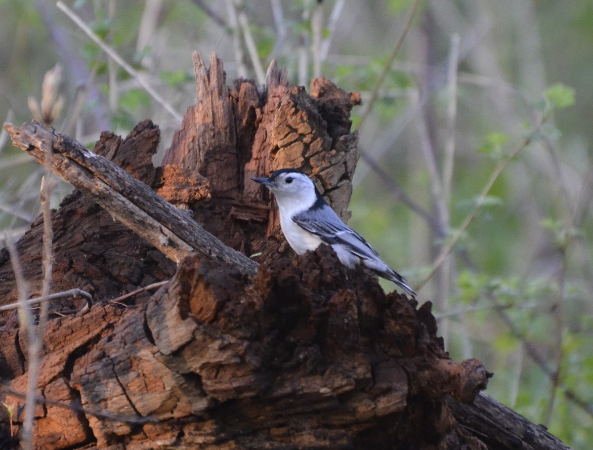 White-breasted Nuthatch - ML618028371