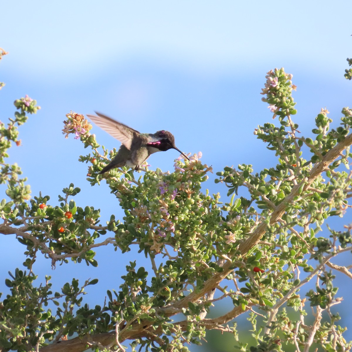 Costa's Hummingbird - Robert Theriault