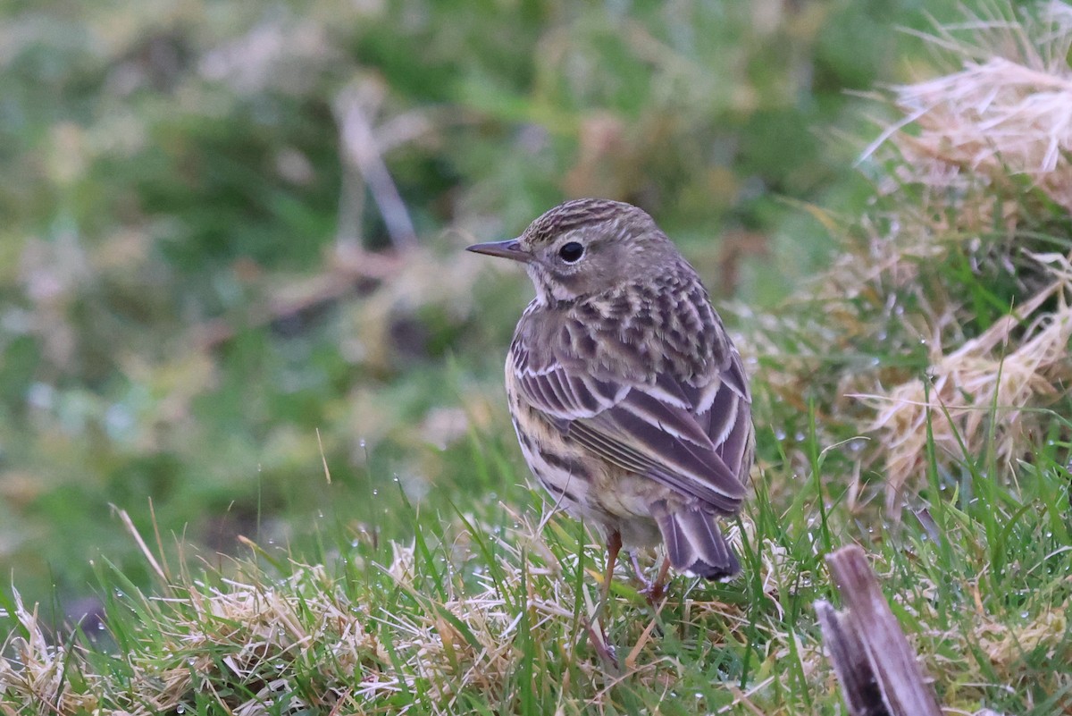 Meadow Pipit - Phil Kenny
