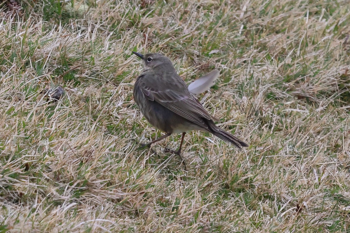 Meadow Pipit - ML618028423