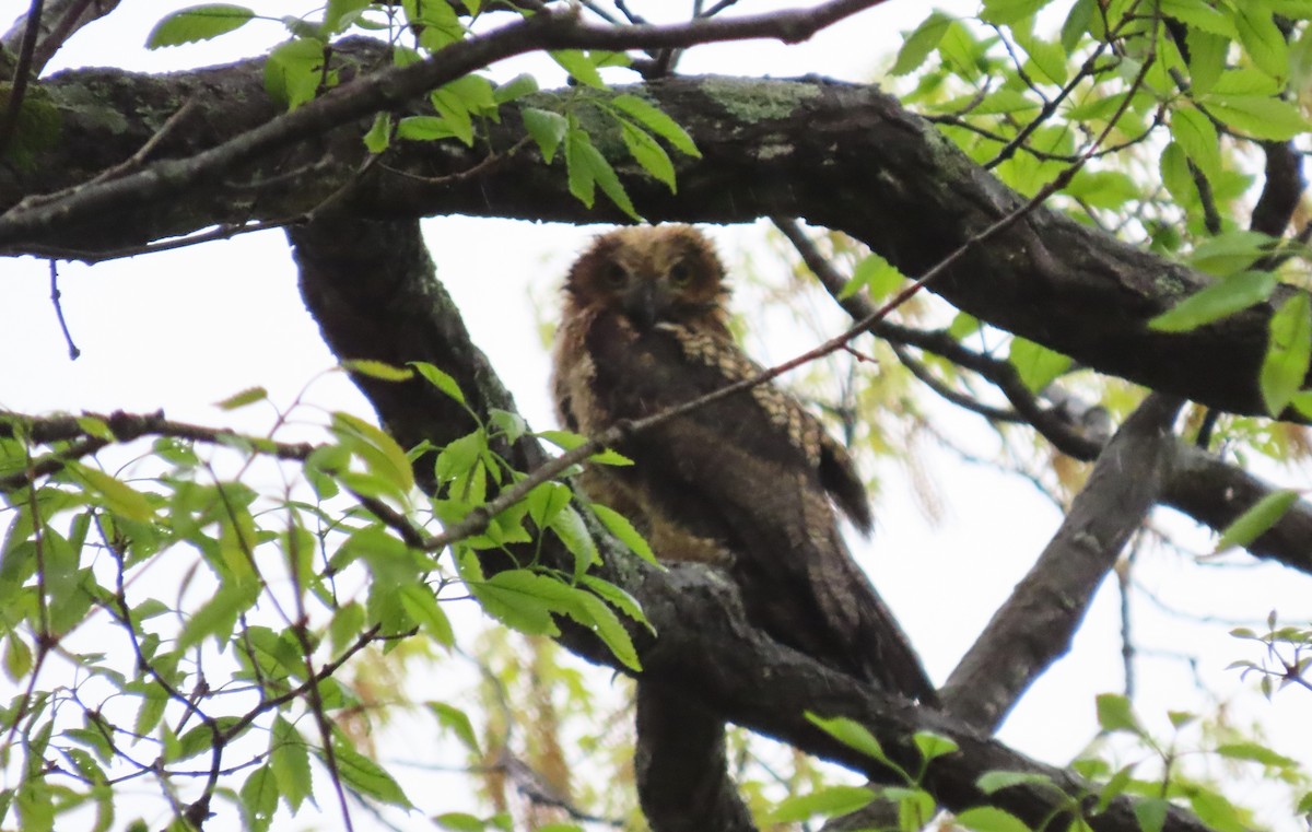 Great Horned Owl - ML618028440