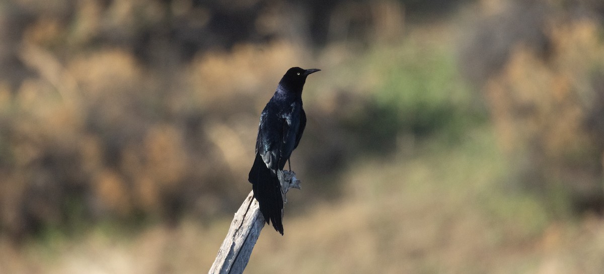 Great-tailed Grackle - ML618028444
