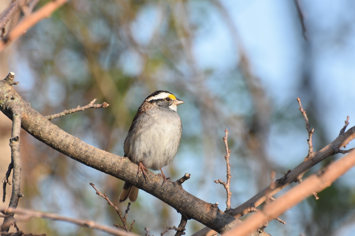White-throated Sparrow - Frank Konieczki